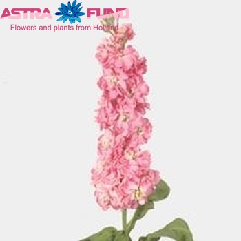 Matthiola incana 'Daphne' fotografie