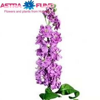 Matthiola incana 'Diana' fotografie