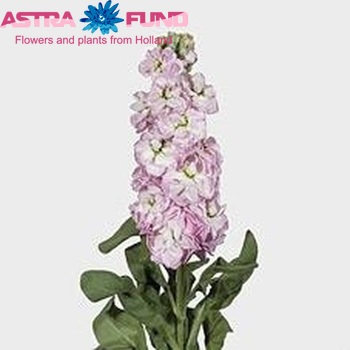 Matthiola incana 'Esmeralda' zdjęcie