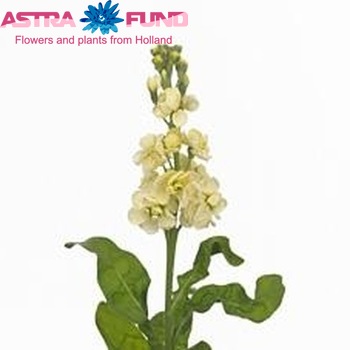 Matthiola incana 'Fantasy Cream' zdjęcie