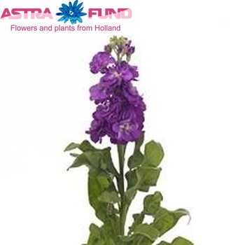 Matthiola incana 'Fantasy Deep Blue' zdjęcie