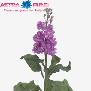 Matthiola incana 'Fantasy Lavender' zdjęcie
