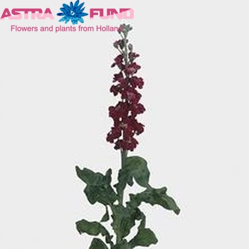 Matthiola incana 'Fantasy Red' zdjęcie