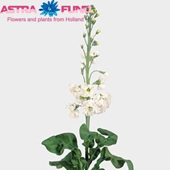 Matthiola incana 'Fantasy White' zdjęcie