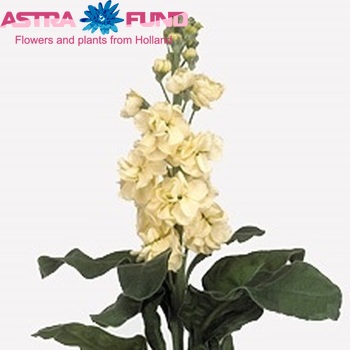 Matthiola incana 'Fantasy Yellow' zdjęcie