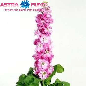 Matthiola incana 'Fedora' zdjęcie