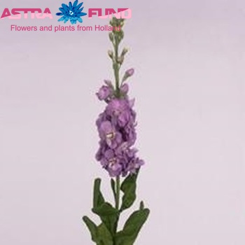 Matthiola incana Figaro Lavender zdjęcie