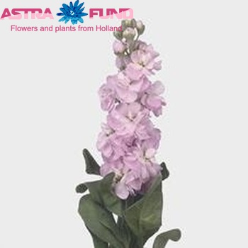 Matthiola incana 'Figaro Light Rose' zdjęcie