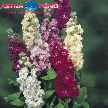 Matthiola incana gemengd zdjęcie