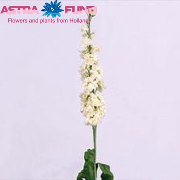 Matthiola incana 'Lucinda Cream' zdjęcie