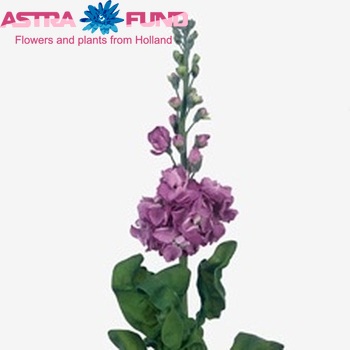 Matthiola incana 'Lucinda Lavender' zdjęcie
