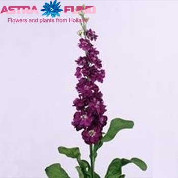 Matthiola incana 'Lucinda Purple' zdjęcie
