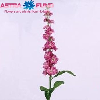Matthiola incana 'Lucinda Rose' zdjęcie