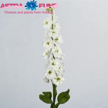 Matthiola incana 'Lucinda White' zdjęcie