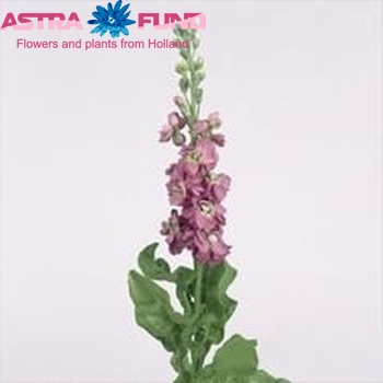 Matthiola incana Phantom Blueberry fotografija