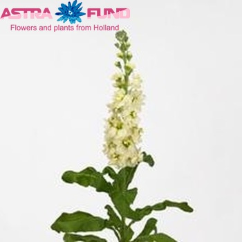 Matthiola incana 'Phantom Cream' photo