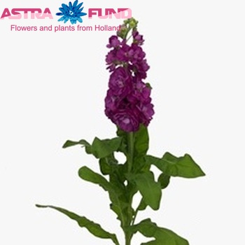 Matthiola incana 'Phantom Dark Rose' photo