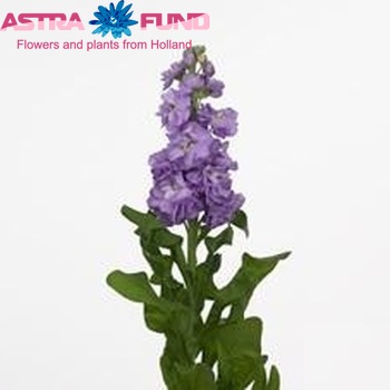 Matthiola incana 'Phantom Milka' photo