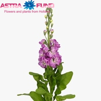 Matthiola incana 'Phantom Rose' photo