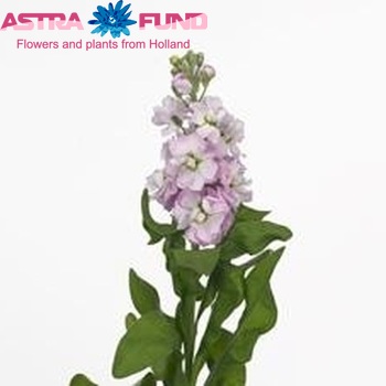 Matthiola incana 'Phantom Softpink' photo