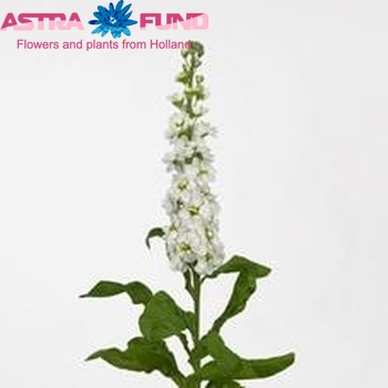 Matthiola incana 'Phantom White' photo