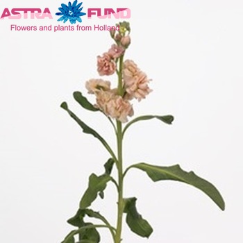 Matthiola incana 'Zizi Apricot' photo
