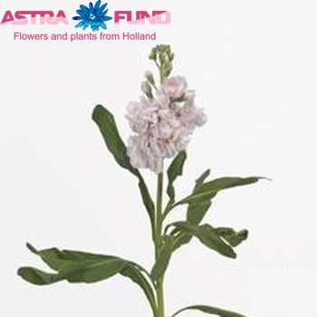 Matthiola incana 'Zizi Cherry' photo