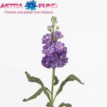 Matthiola incana 'Zizi Purple' photo