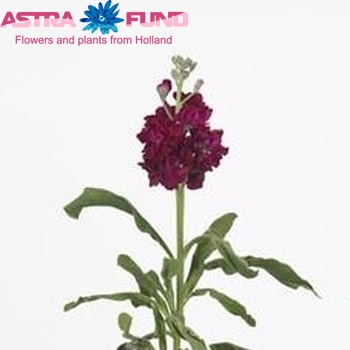 Matthiola incana 'Zizi Red' photo