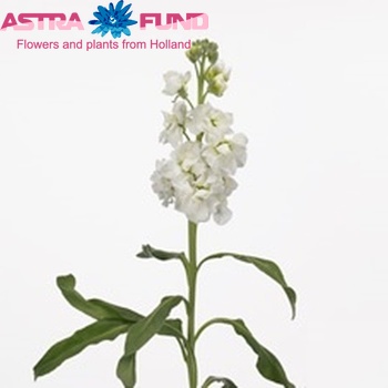 Matthiola incana 'Zizi White' photo