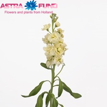 Matthiola incana 'Zizi Yellow' photo