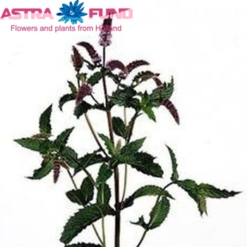 Mentha 'Blue Sensation' photo