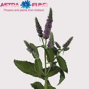Mentha 'Jocka' photo