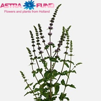 Mentha 'Purple Sensation' photo