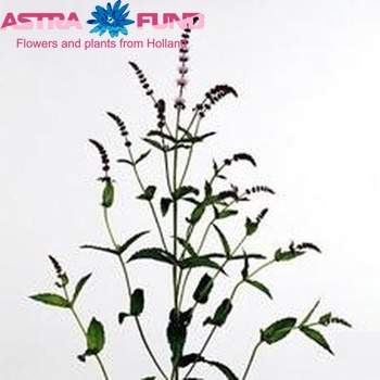 Mentha 'Purple Splash' photo