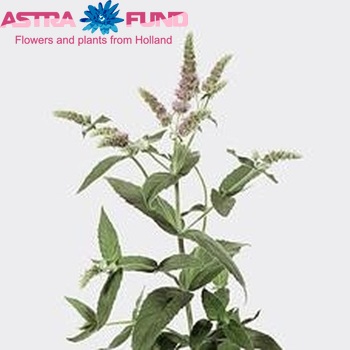 Mentha 'Silver Queen' photo
