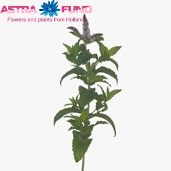 Mentha 'Tigra' photo