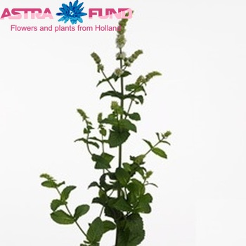 Mentha 'White Juliet' photo