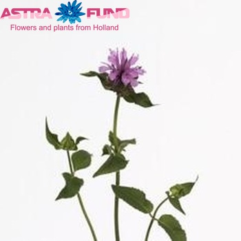 Monarda 'Alexandra' photo