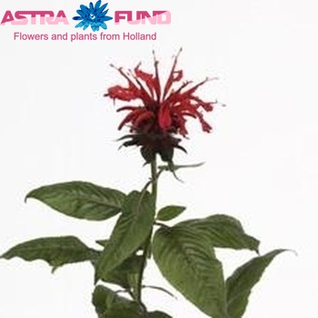 Monarda 'Anastasia' photo