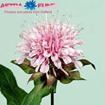 Monarda 'Beauty of Cobham' photo