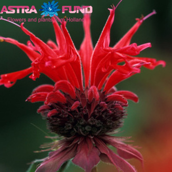 Monarda didyma photo