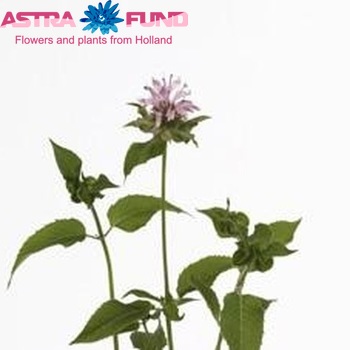 Monarda 'Liesbeth' photo