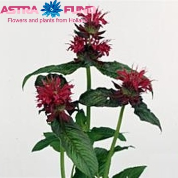 Monarda 'Othello' photo
