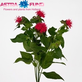 Monarda 'Pink Lace' φωτογραφία