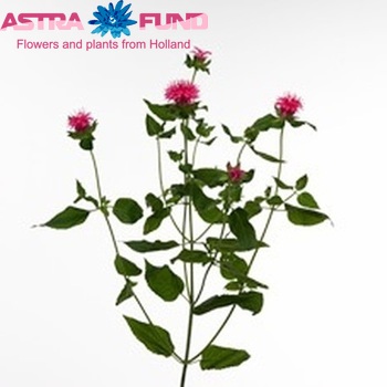 Monarda 'Pink Supreme' φωτογραφία