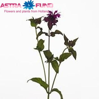Monarda 'Purple Fountain' φωτογραφία