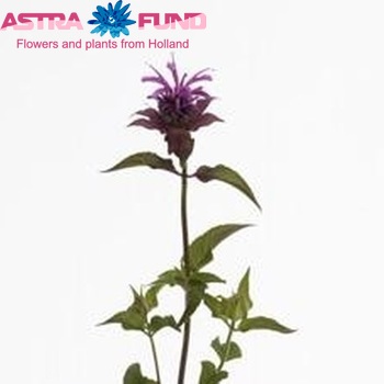 Monarda 'Purple Prince' foto