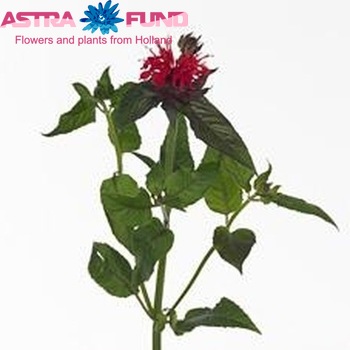 Monarda 'Red Fountain' foto
