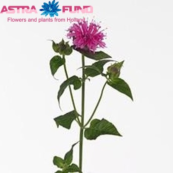 Monarda 'Twins' foto